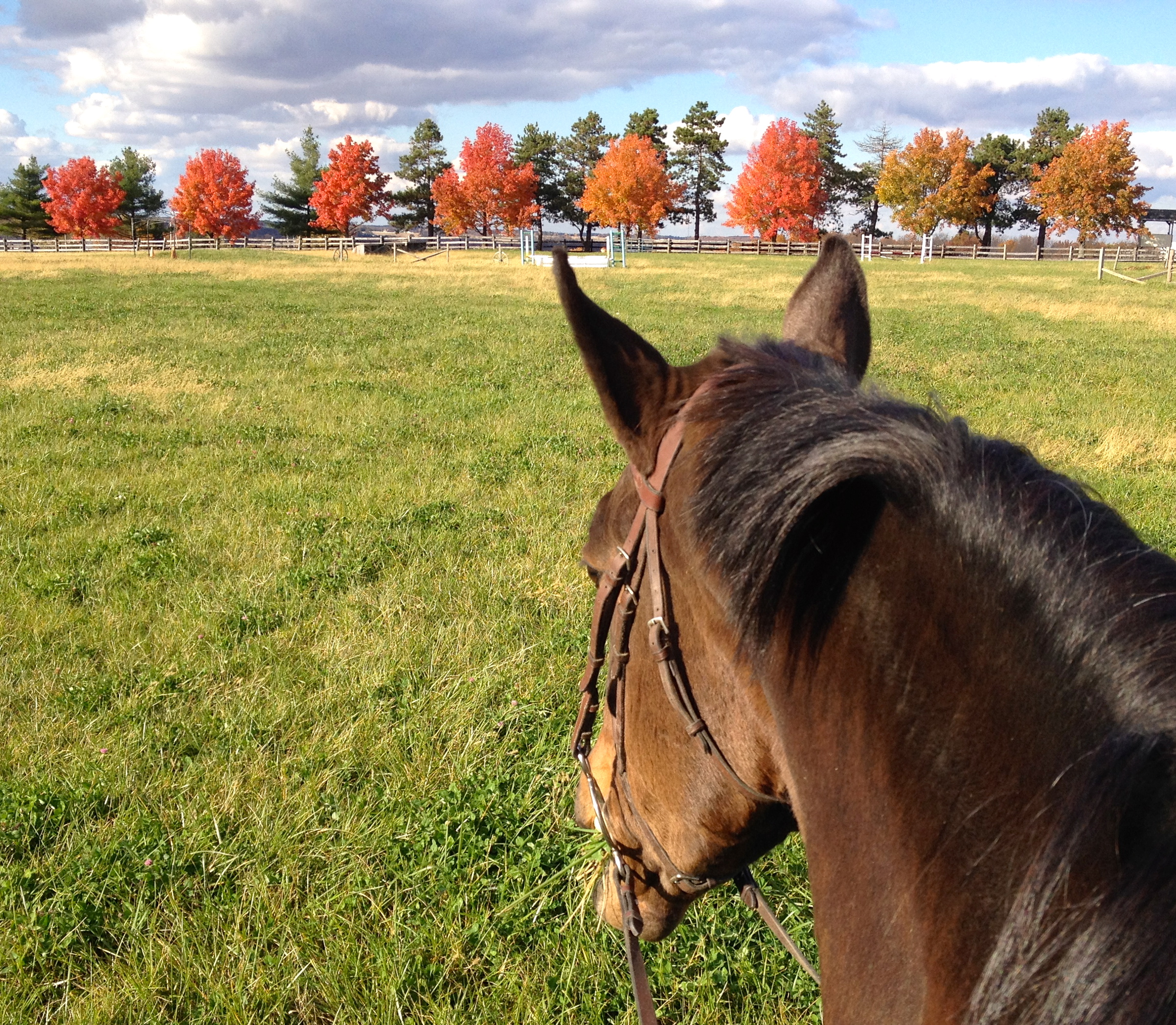 Fall day at Honey Tree Stables